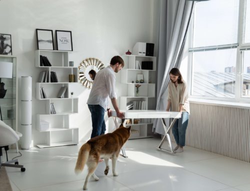 Our Tips For Moving With Cats And Dogs